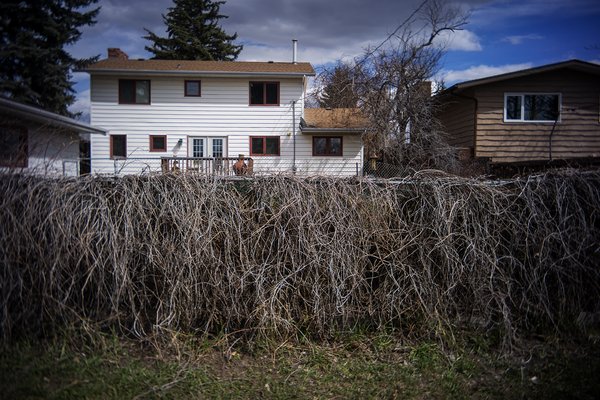Last year's growth, Back alley, Strathmore, AB, 2024-04-25