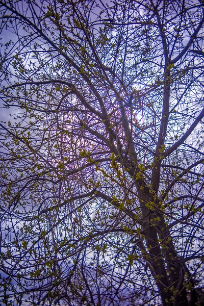 A kiss of green, Back Alley, Strathmore, AB, 2024-04-25