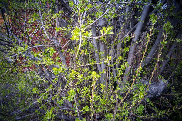 The scene is green, Thomas Drive, Strathmore, AB, 2024-04-25