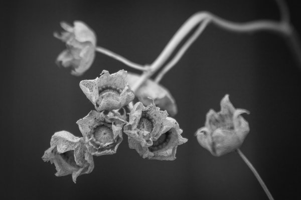 Leaving the bodies on display, My Back Yard, Strathmore, AB, 2024-04-26
