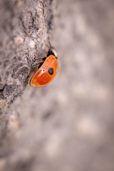 Going up, Ladybug, My Backyard, Strathmore, AB, 2024-04-28
