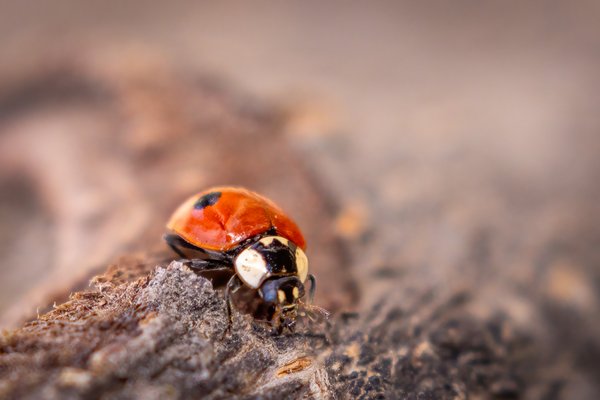 Looking for love, Ladybug, My Backyard, Strathmore, AB, 2024-04-28