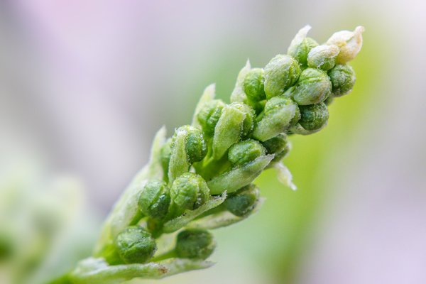 Budding out, Mayday Tree, My Backyard, Strathmore, AB, 2024-04-28