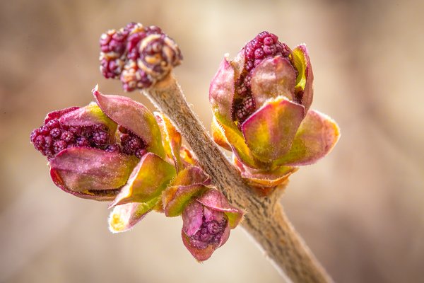 Lilac buds again, My Front Yard, Strathmore, AB, 2024-04-28