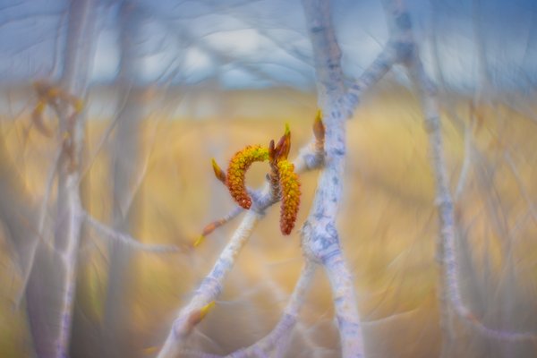Unexpected treasure, Gray Park, Strathmore, AB, 2024-04-29