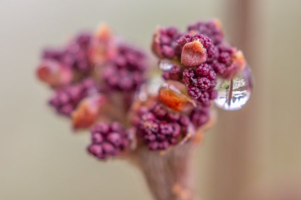 Wet behind the ears, My Front Yard, Strathmore, AB, 2024-05-02
