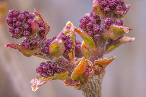 Leafing out, My Front Yard, Strathmore, AB, 2024-05-05