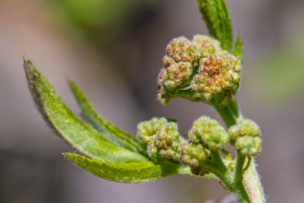 Mountain Ash Tree Buds, My Backyard, Strathmore, AB, 2024-05-10