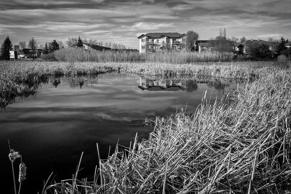 Reflection, Marsh North of Gray Park, Strathmore, AB, 2024-05-10