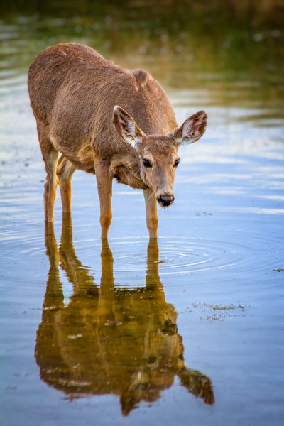 Deer me!, Irrigation Canal on Thomas Drive, Strathmore, AB, 2024-05-10