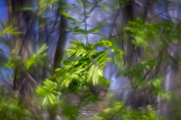 New leaves, Mountain Ash Tree, My Backyard, Strathmore, AB, 2024-05-11