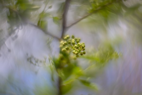 Looking up, Mayflower Tree, My Backyard, Strathmore, AB, 2024-05-11