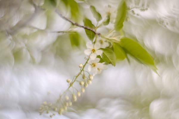Sending up the white flag, Mayday Tree, My Backyard, Strathmore, AB, 2024-05-13