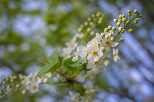 Payday, Mayday Tree, My Backyard, Strathmore, AB, 2024-05-14