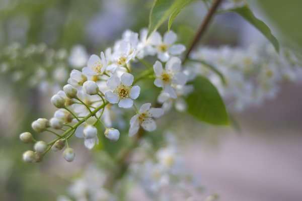 White's alright, Mayday Tree, My Backyard, Strathmore, AB, 2024-05-14