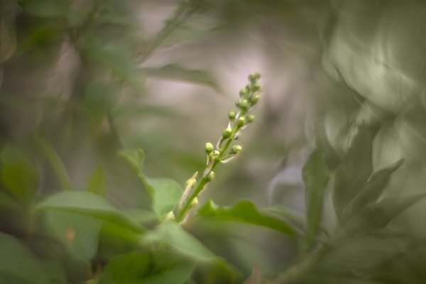 Immature Mayday bud, Thomas Drive, Strathmore, AB, 2024-05-15