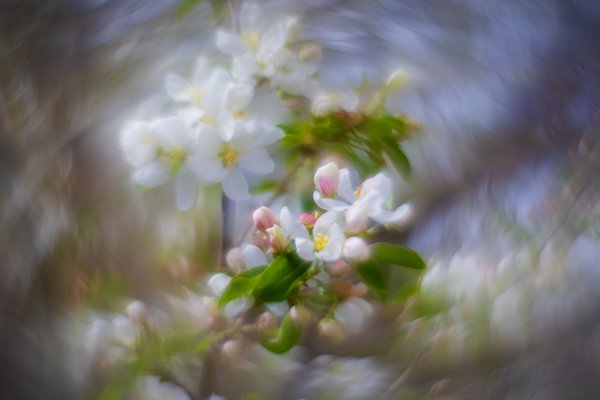 The eye of your apple, Apple Blossoms, Lambert Park, Strathmore, AB, 2024-05-15