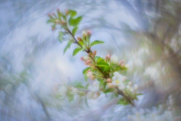 Outreach program, Apple Blossoms, Lambert Park, Strathmore, AB, 2024-05-15