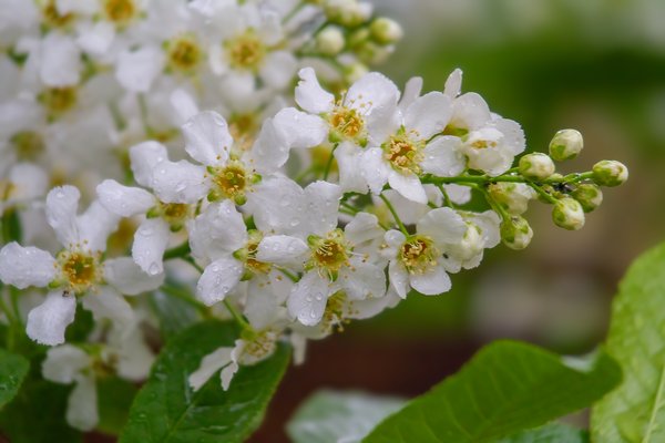 Mayday blossoms with droplets, My Backyard, Strathmore, AB, 2024-05-17