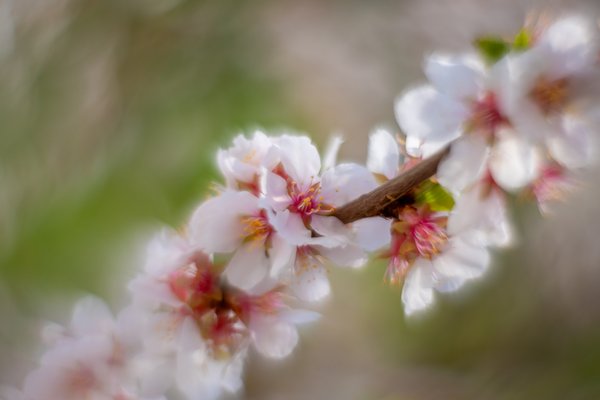 Blossoms by the porch 01, Sunnyridge Farm, Kirriemuir, Alberta, 2024-05-18