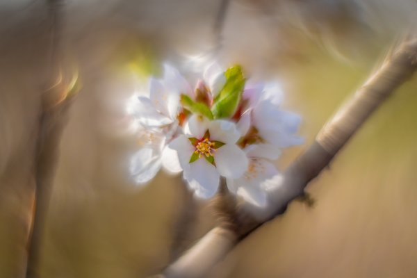 Cherry blossoms 01, Sunnyridge Farm, Kirriemuir, Alberta, 2024-05-18