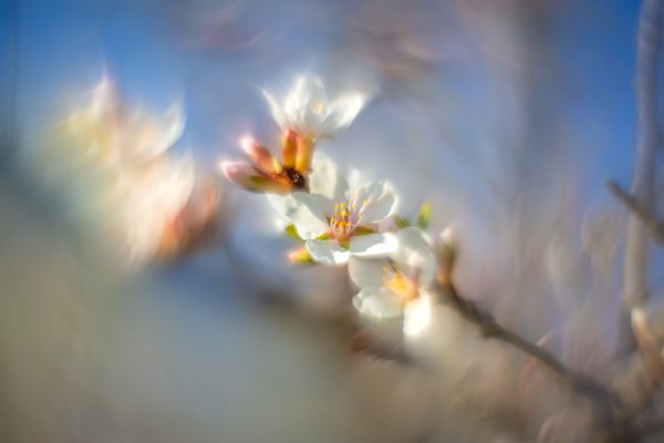 Cherry blossoms 02, Sunnyridge Farm, Kirriemuir, Alberta, 2024-05-18