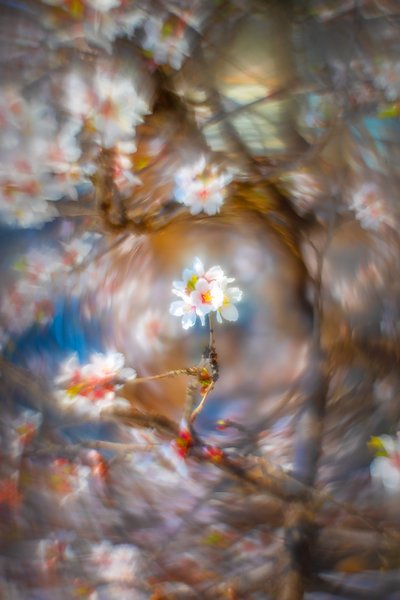 Apple blossom 03, Sunnyridge Farm, Kirriemuir, Alberta, 2024-05-18