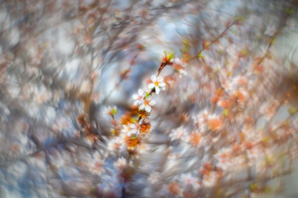 Cherry blossoms 03, Sunnyridge Farm, Kirriemuir, Alberta, 2024-05-18