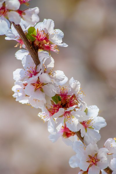 Cherry blossoms 06, Sunnyridge Farm, Kirriemuir, Alberta, 2024-05-18