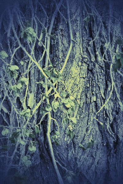 Hipster stylized plants 02, Hospital Grounds, Provost, AB, 2024-05-18