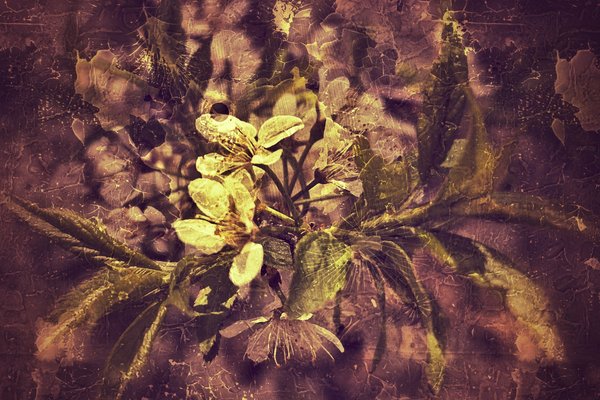 Hipster stylized plants 04, Hospital Grounds, Provost, AB, 2024-05-18