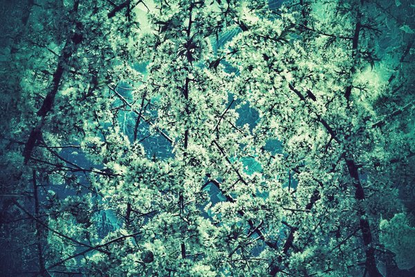 Hipster stylized plants 01, Hospital Grounds, Provost, AB, 2024-05-18