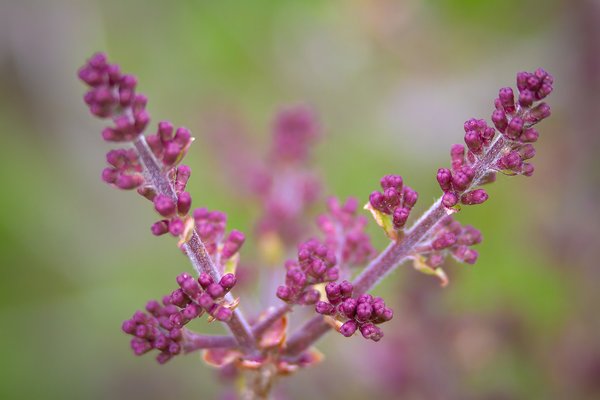 Lilac progression, My Front Yard, Strathmore, AB, 2024-05-21