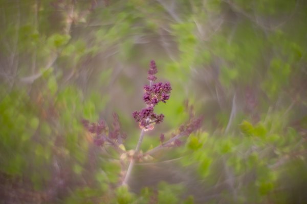 Another swing at the lilacs, My Front Yard, Strathmore, AB, 2024-05-21