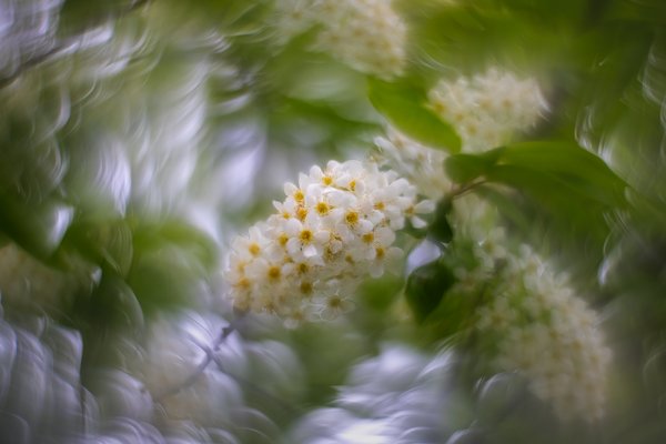 Repeat offender, Mayday Tree, My Backyard, Strathmore, AB, 2024-05-21