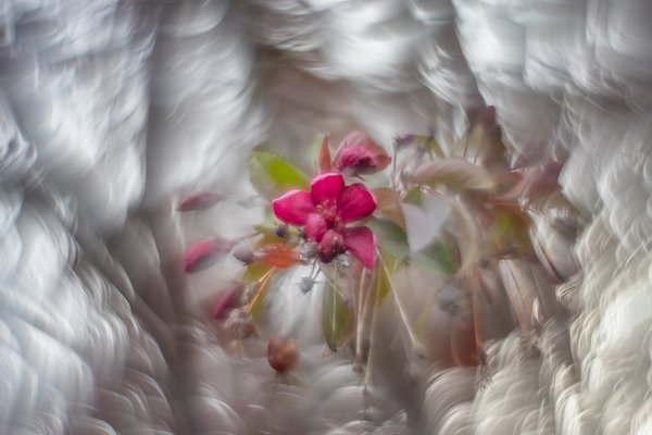 First for 2024, Ornamental Flowering Crab, My Backyard, Strathmore, AB, 2024-05-21
