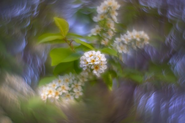 Spinny, Mayday Tree, My Backyard, Strathmore, AB, 2024-05-21