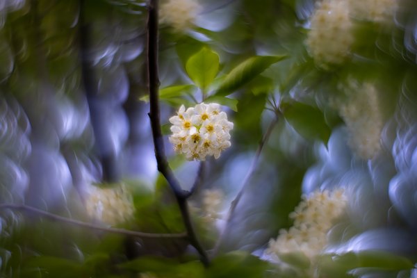 In the spotlight, Mayday Tree, My Backyard, Strathmore, AB, 2024-05-21