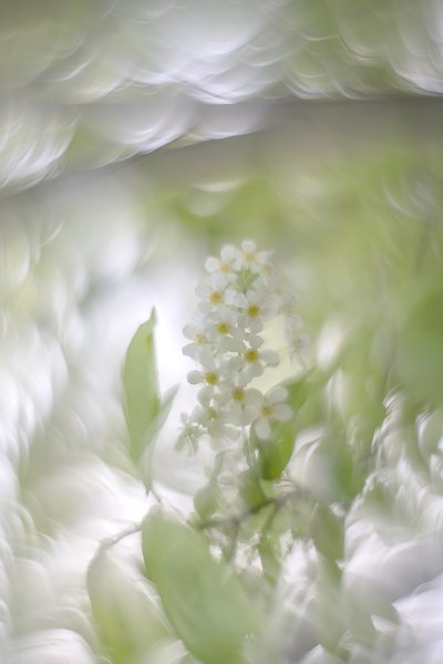 Pales in comparison, Mayday Tree, My Backyard, Strathmore, AB, 2024-05-21