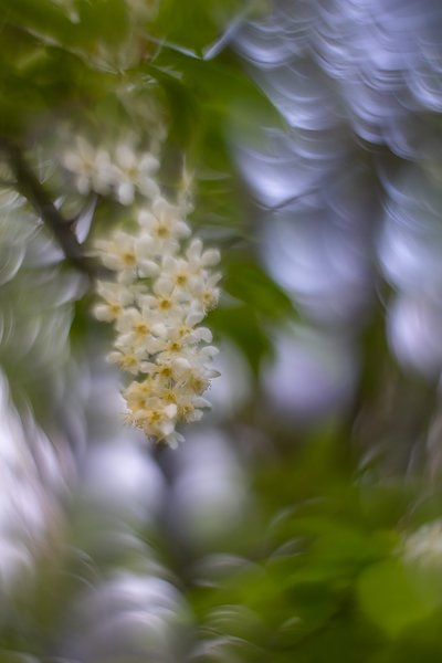 Upsidedown, Mayday Tree, My Backyard, Strathmore, AB, 2024-05-21