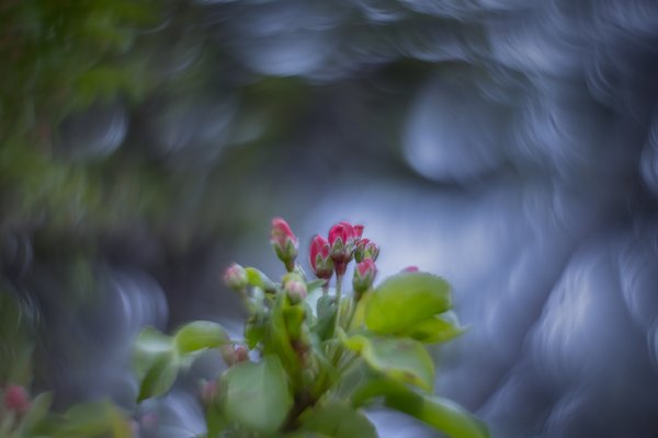 The crab is less crabby, Flowering Crab, Thornbriar Green, Strathmore, AB, 2024-05-22