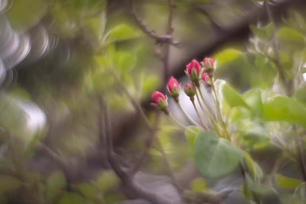 Taking a stab, Flowering Crab, Thornbriar Green, Strathmore, AB, 2024-05-22