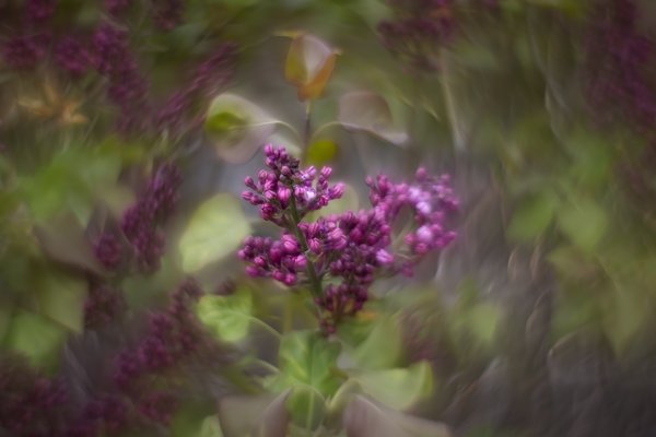 Playing with the neighbour's bush, Thomas Drive, Strathmore, AB, 2024-05-22
