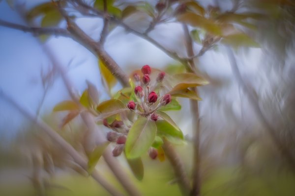 Cluster bomb, Ornamental Apple Tree, Thomas Drive, Strathmore, AB, 2024-05-22