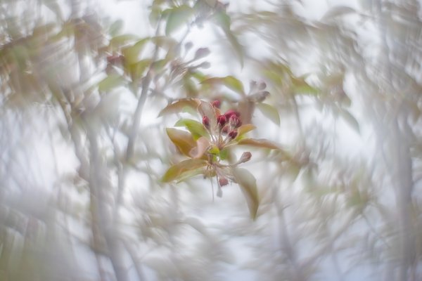 Seeing the light, Ornamental Apple Tree, Thomas Drive, Strathmore, AB, 2024-05-22