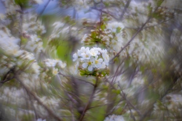 Light dappled apple tree, Thomas Drive, Strathmore, AB, 2024-05-22