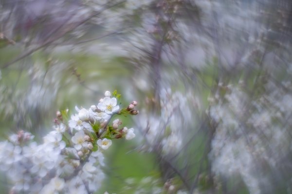 The corner of your eye, Ornamental Apple Tree, Thomas Drive, Strathmore, AB, 2024-05-22