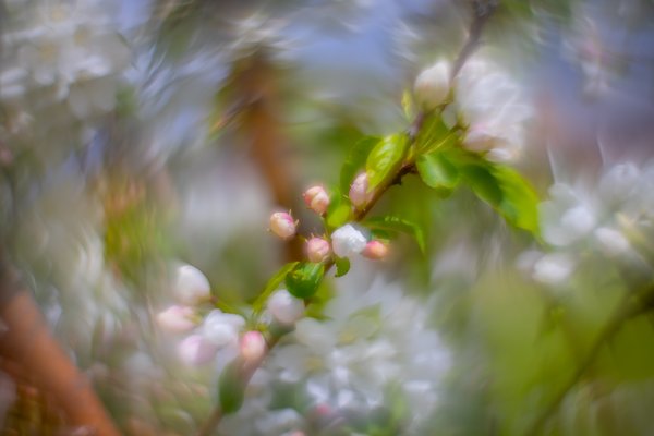 Look both ways at the crossing, Ornamental Apple Tree, Thomas Drive, Strathmore, AB, 2024-05-22