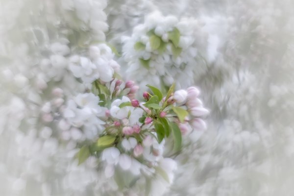 Eye of the storm, Apple Tree, Kinsmen Park, Strathmore, AB, 2024-05-22
