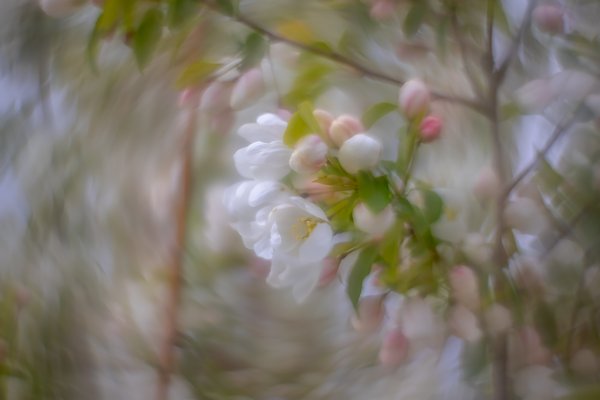 White's alright, Apple Tree, Thomas Drive, Strathmore, AB, 2024-05-22